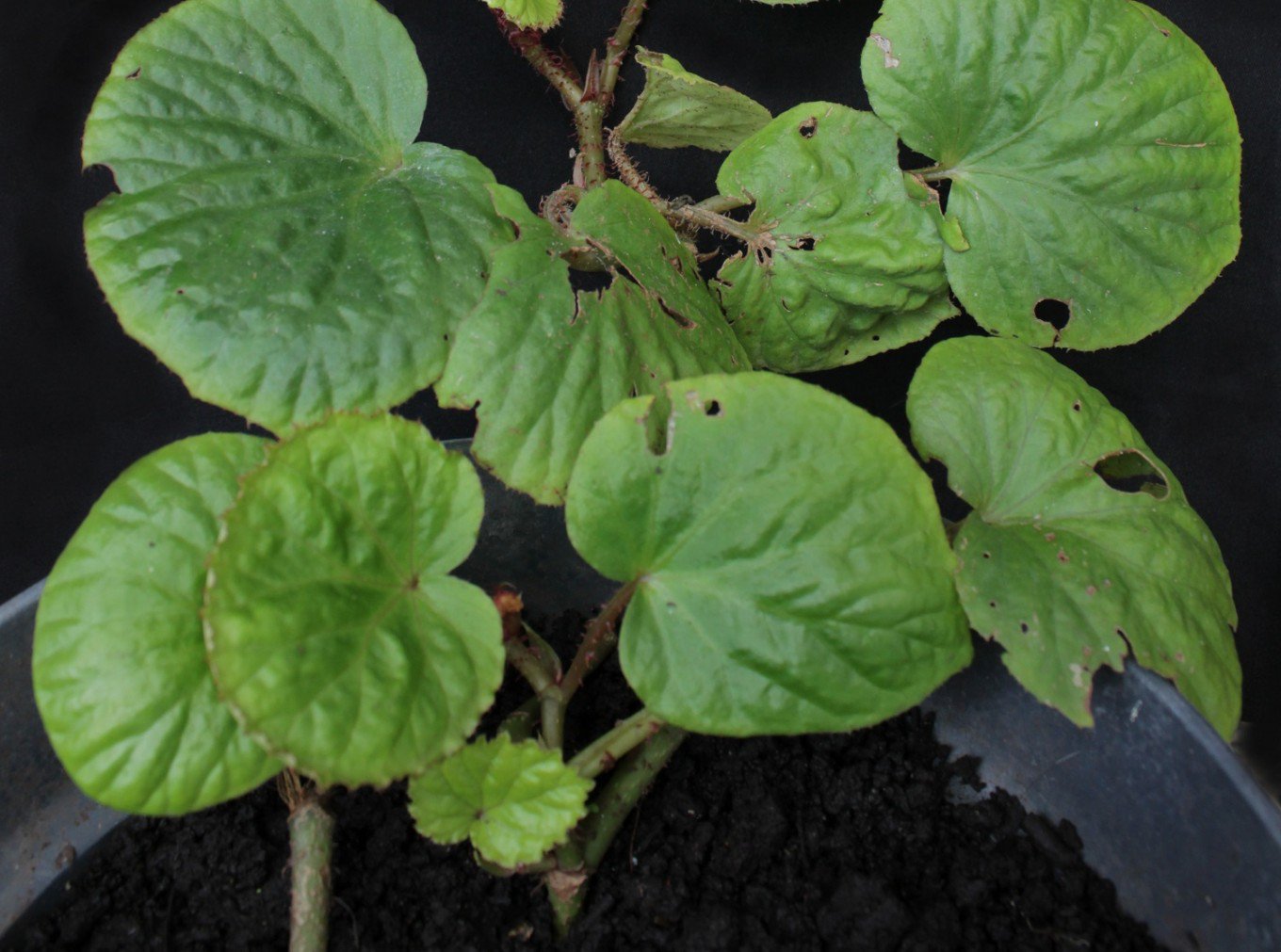 B. nephrophylla